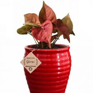 sygnoynium with red pot