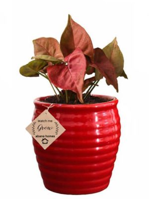 sygnoynium with red pot
