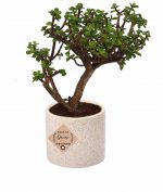 Jade Bonsai Plants