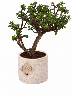 Jade Bonsai Plants