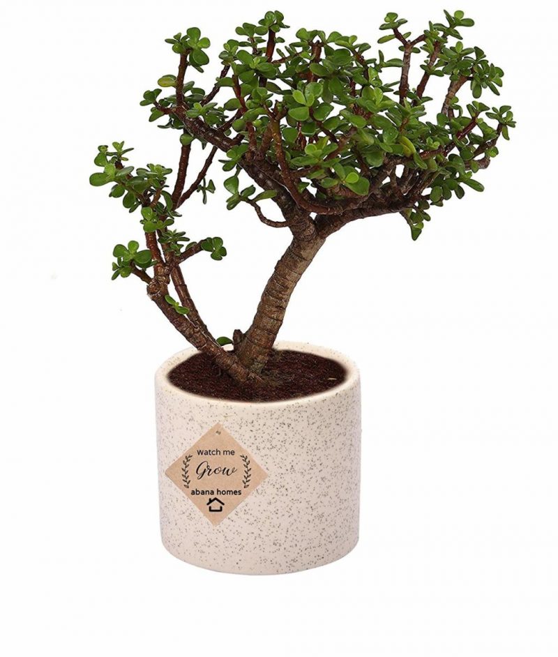 Jade Bonsai Plants