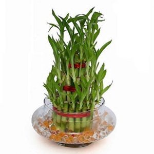 3 Layer Lucky Bamboo Plant Indoor with Pot - Live Bamboo Plant in Big Glass Bowl
