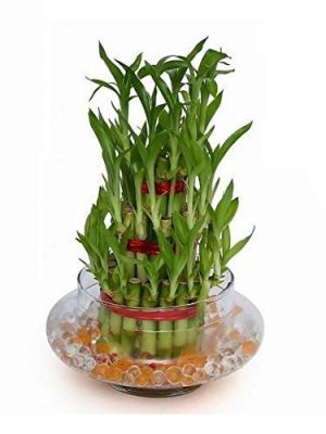 3 Layer Lucky Bamboo Plant Indoor with Pot - Live Bamboo Plant in Big Glass Bowl