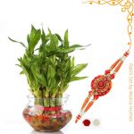 Rakhi Gifting Plant