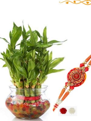 Rakhi Gifting Plant