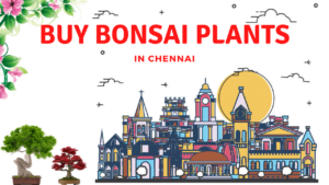 Bonsai Tree in Chennai