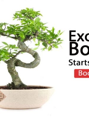 Exotic Bonsai Plants & Trees