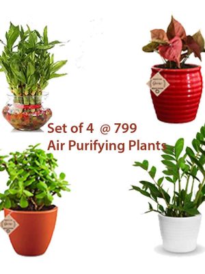 Gift Plant Combo Diwali Gift