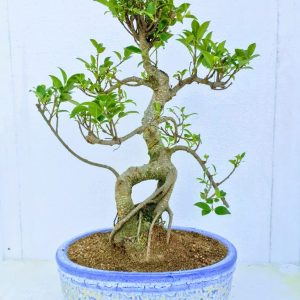 Ficus Indoor Bonsai Tree 15 year 35 cm