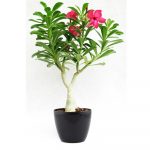 Adenium “Desert Rose” Flowering Bonsai