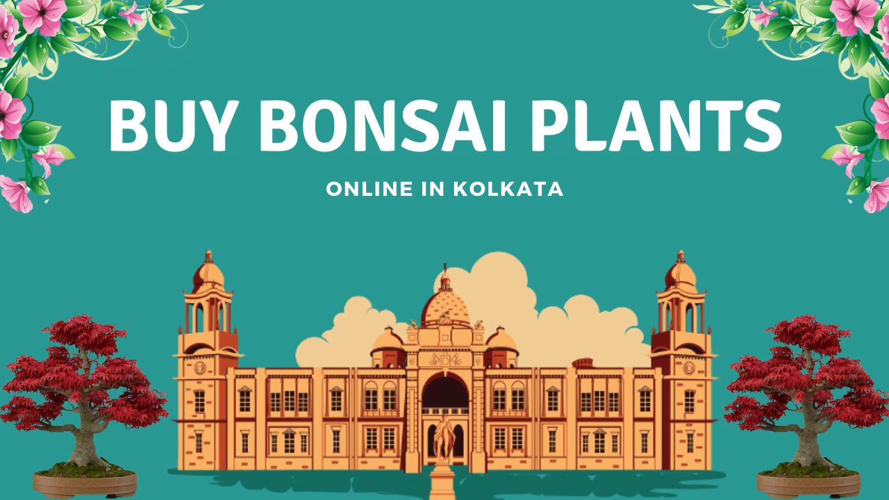 Buy Bonsai Plants in Kolkata