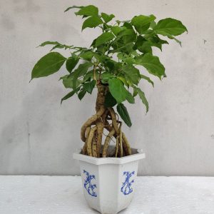 Radermachera Indoor Bonsai Plant 4 Years 20 cm
