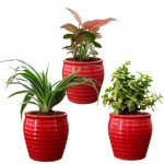 air purifying plants
