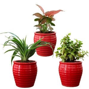 air purifying plants