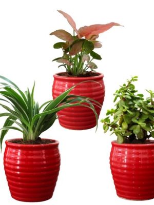 air purifying plants