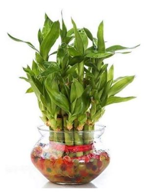 Bamboo Plant