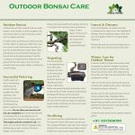 bonsai care instruction