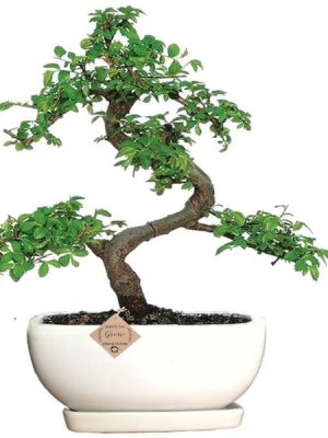 elm ulmus bonsai plant in Tray