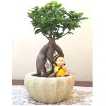 ficus plant bonsai tree online
