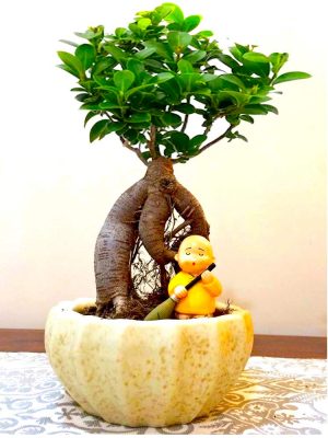 grafted ficus indoor bonsai tree