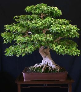 Ficus Bonsai Tree