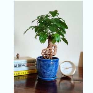 Radermachera Bonsai Plant