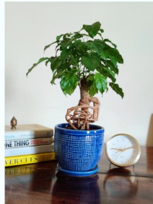 Radermachera Bonsai Plant