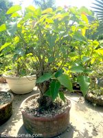 peepal bonsai
