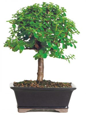 Jade Bonsai in Ceramic Pot
