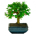 flowering bonsai tree abana homes