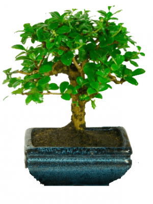 flowering bonsai tree abana homes