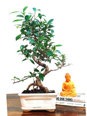 Ficus Plant Bonsai In India