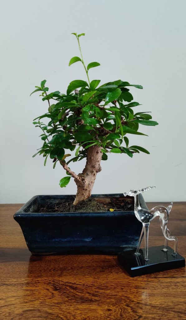 Flowering Bonsai Tree i Shape Carmona
