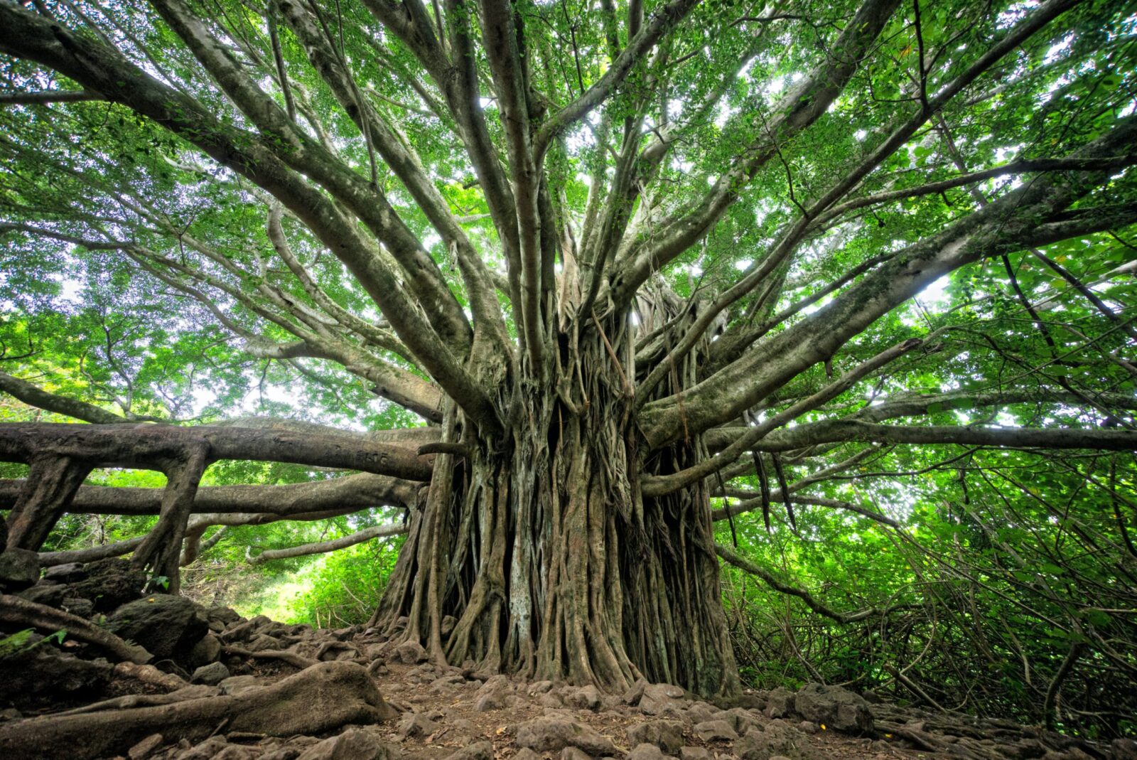 brandon-green-GEyXGTY2e9w-unsplash