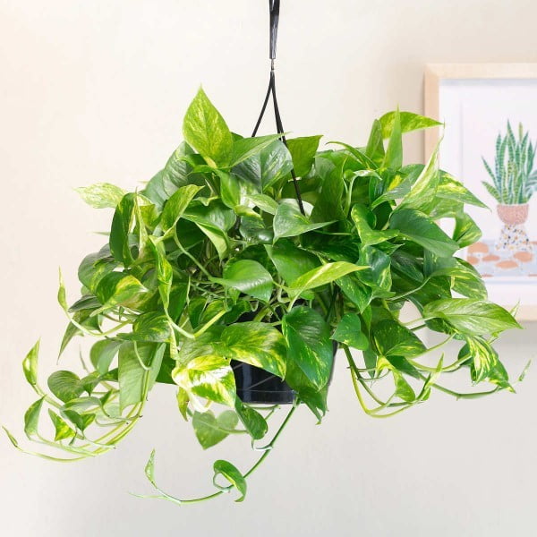 golden pothos hanging