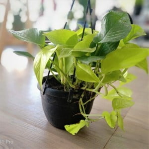 hanging-golden-pothos