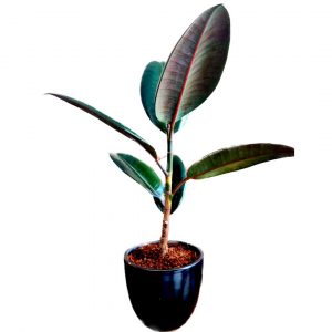 Rubber Plant in Black Ceramic Pot