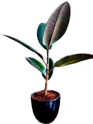 Rubber Plant in Black Ceramic Pot