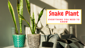 Snake Plant
