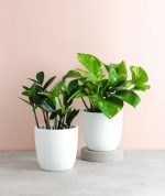 curated collection of plants