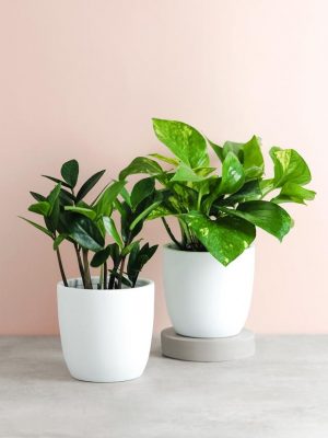 curated collection of plants