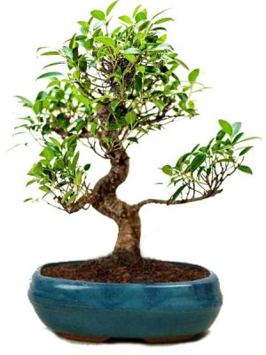 ficus tree bonsai