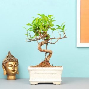 ficus plant bonsai