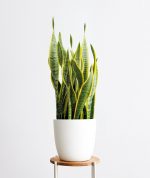 Golden Snake Plant
