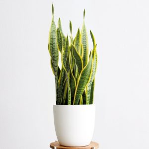 Golden Snake Plant