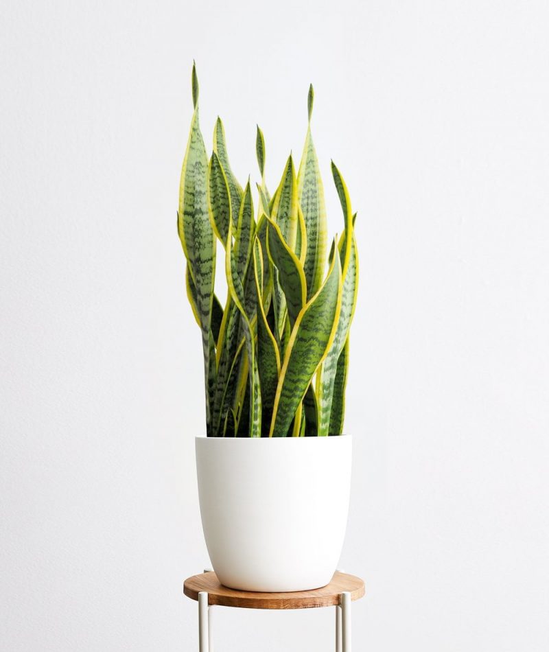 Golden Snake Plant
