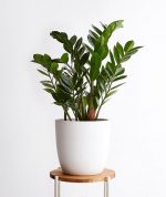 zz plant