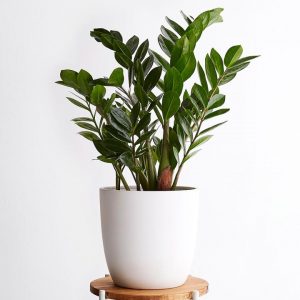 zz plant