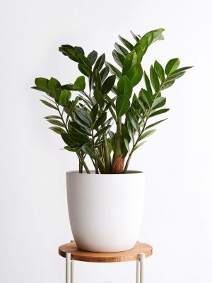 zz plant