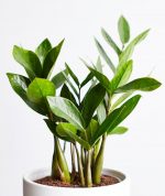 zz plant